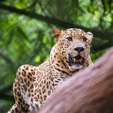 Trivandrum Zoo, Napier Museum & Art Gallery
